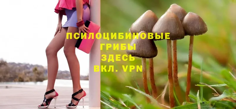 где купить наркоту  Духовщина  Псилоцибиновые грибы Magic Shrooms 